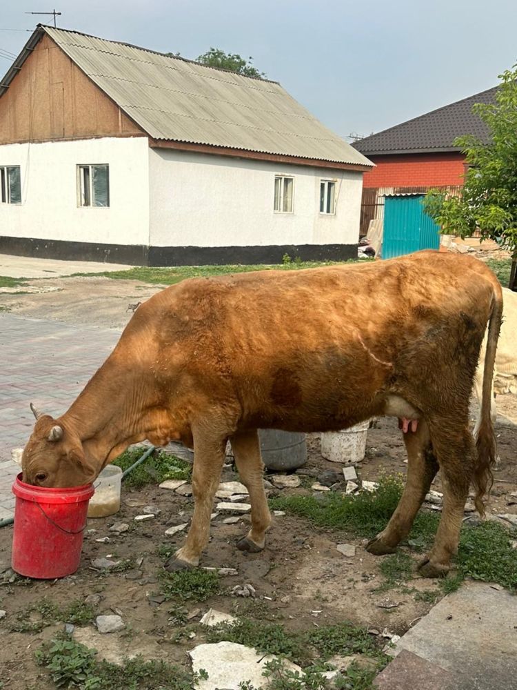 Продается корову с телёнком