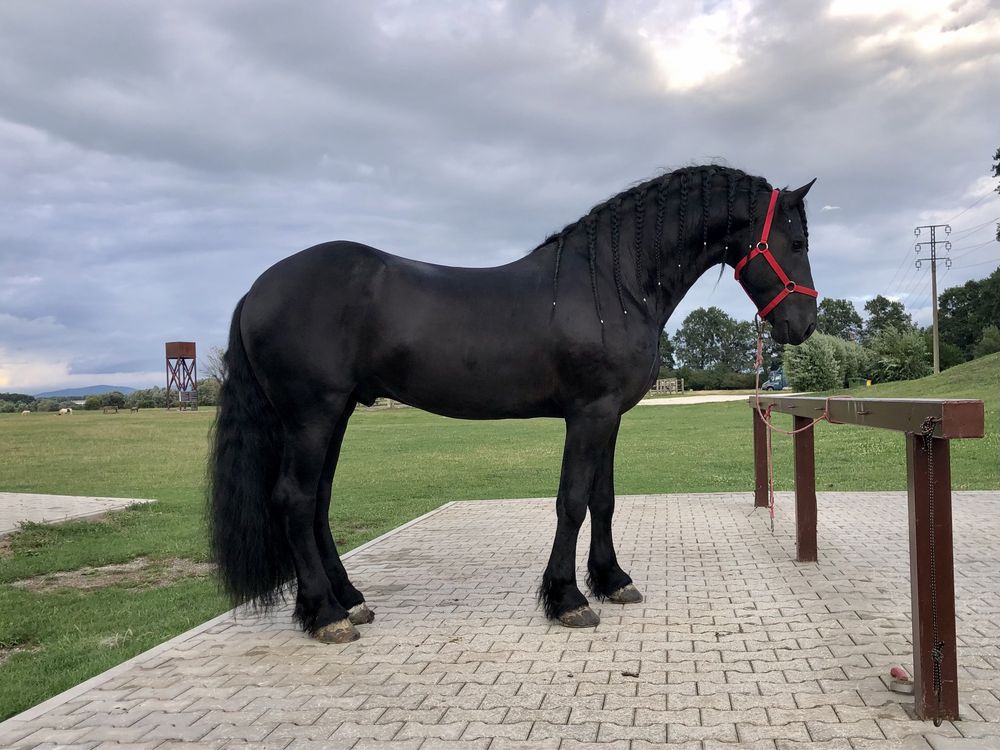 Armăsari Friesian Top Calitate