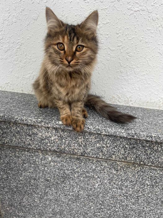 Отдам даром, Бесплатно в хорошие руки Бепул берилади