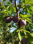 Vindem prune angro