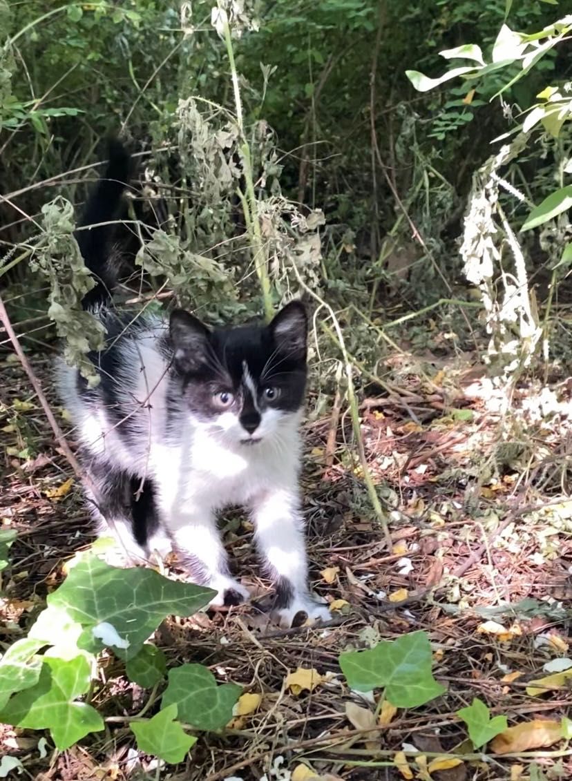 Мъжко коте търси дом