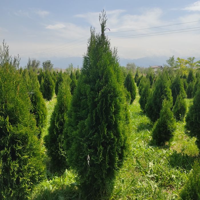 Туя Смарагд 1.8 метра по 30000 тг. Оптом и в розницу, наличии в Алматы