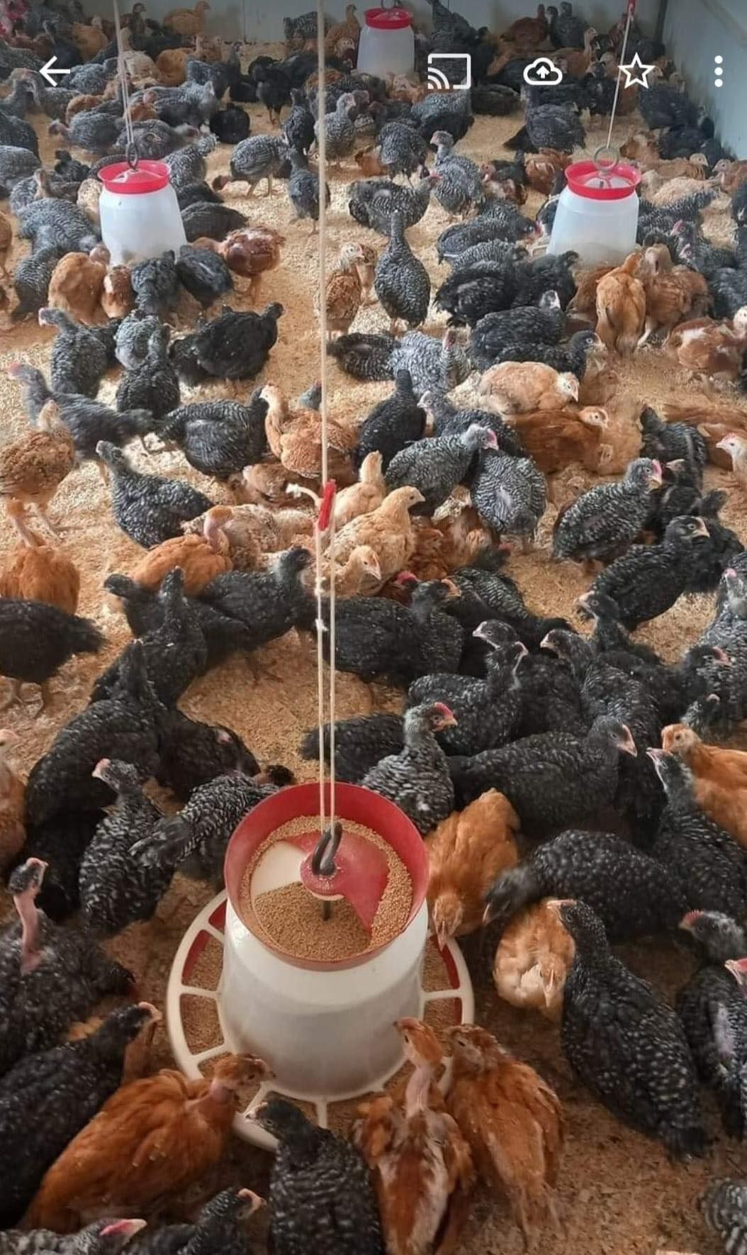 Găini outoare pui rasă mixta pui alb de carne