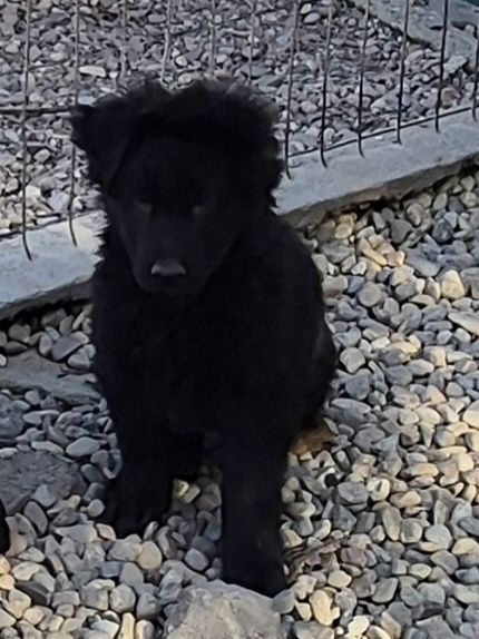 Vând Ciobanesc German cu pedigree linie de top