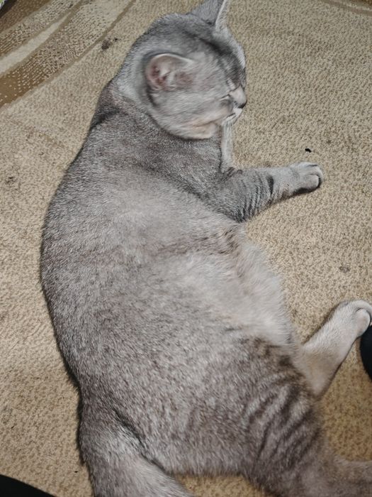 Мраморный шиншила