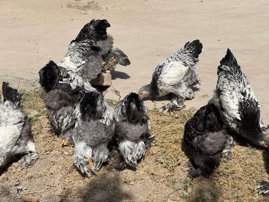 Tochkali brama jujalari sotiladi