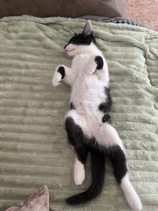Котенок девочка в добрые руки