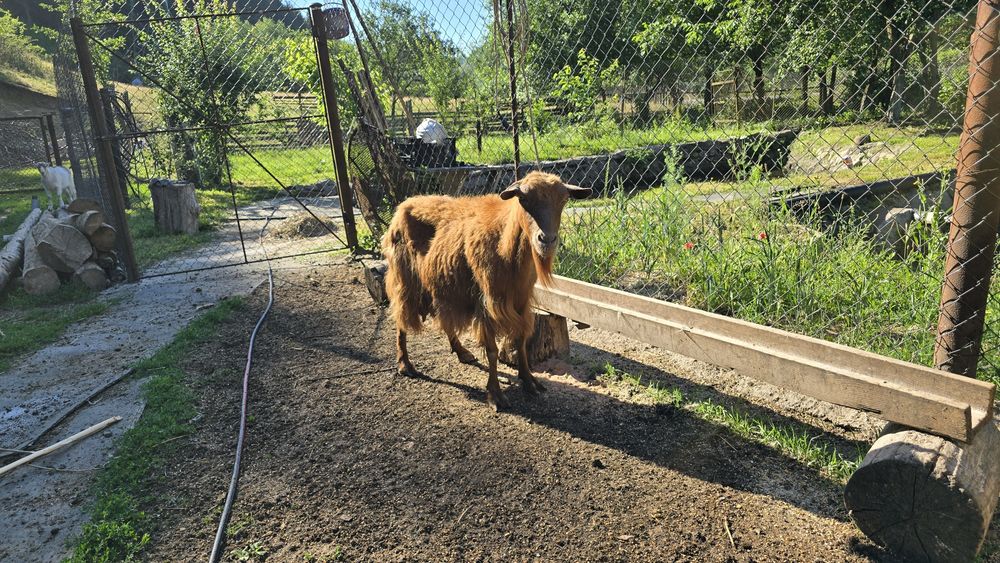 Vând capre cu iezi!
