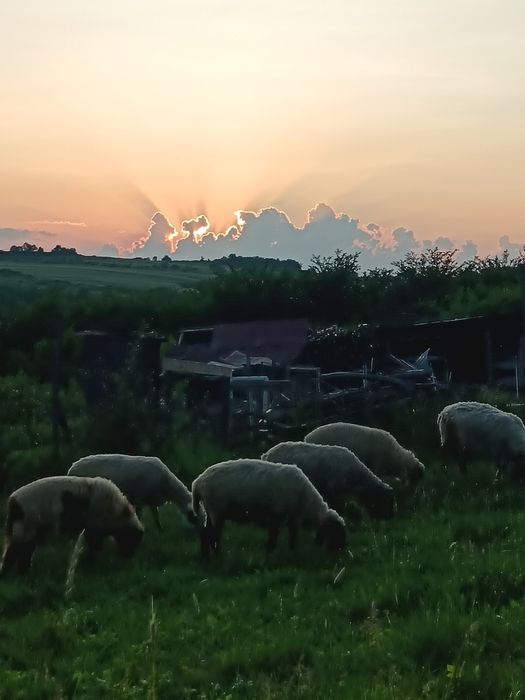 Oi de vânzare  NEG