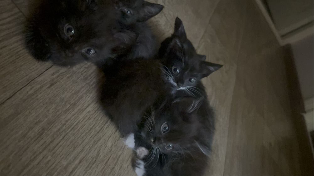 Котята бесплатно