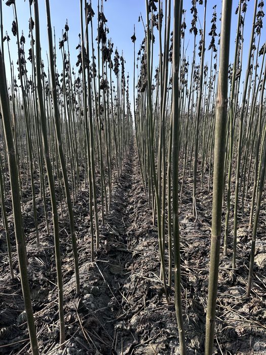 Павловния бор Pavloniya sotiladi