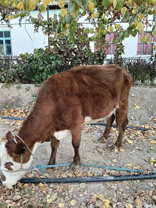 Токал, буаз жас сиыр