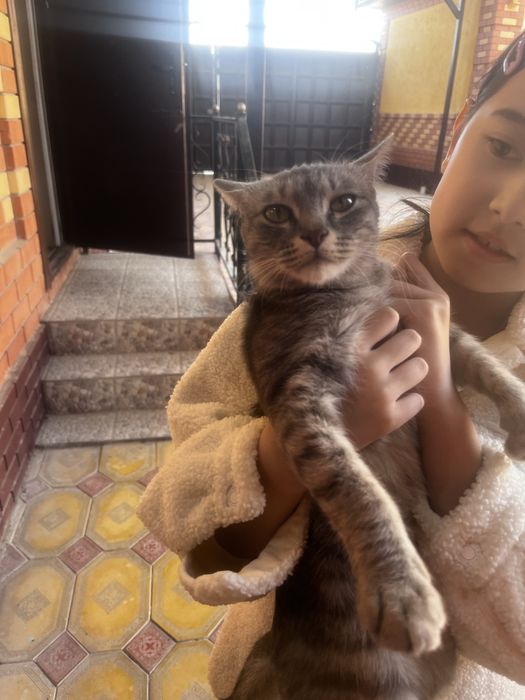 Кошка 1 годик породистая