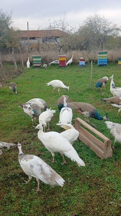 Свободни пауни  сребърни Арлекини  Бели  индийски  обикновени