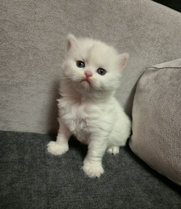 Шотландски котенца