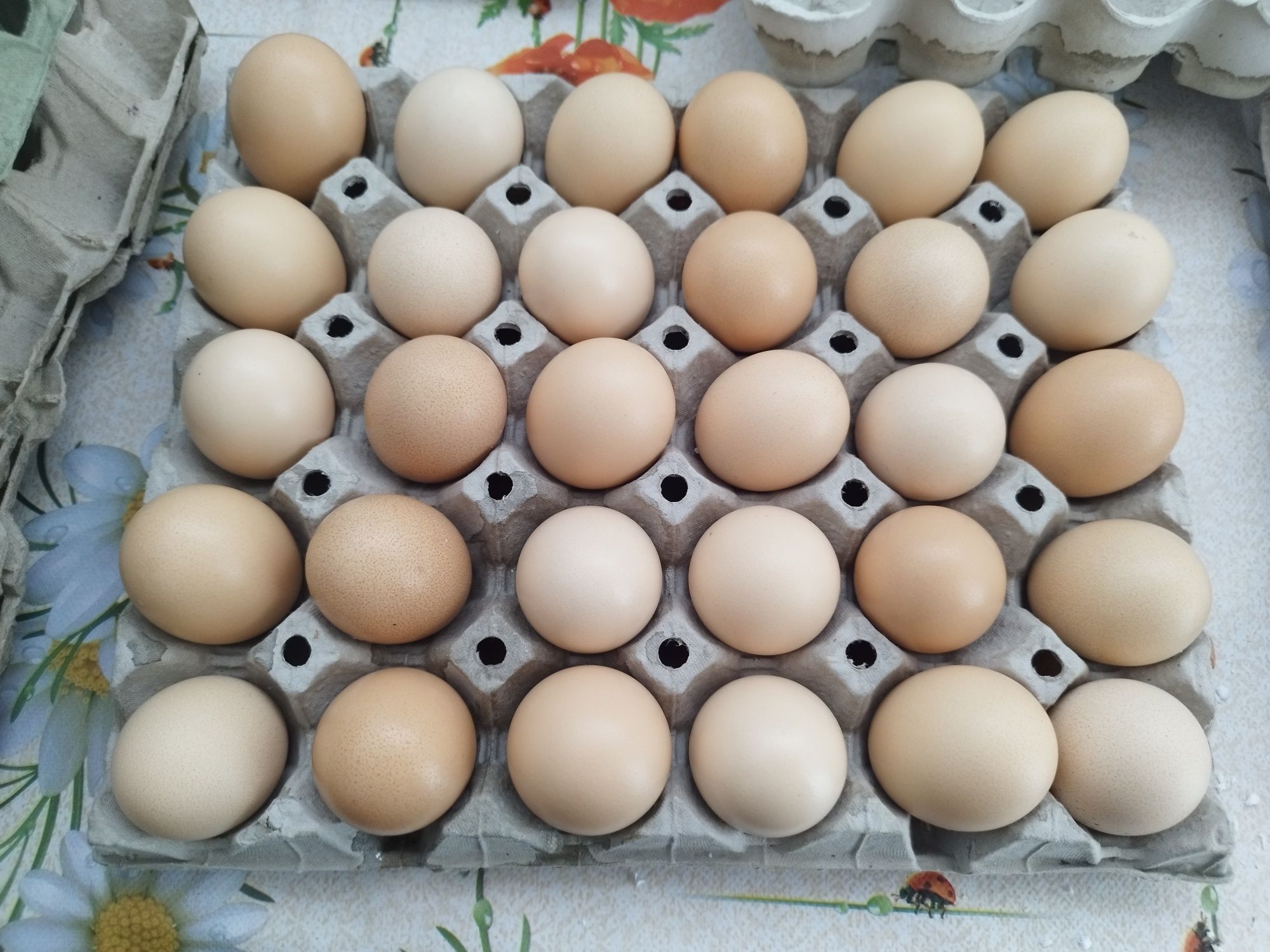 Ouă pentru  incubat : Australorp negru Wyandotte argintiu și Marans