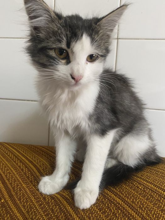 Кот малышка бесплатно