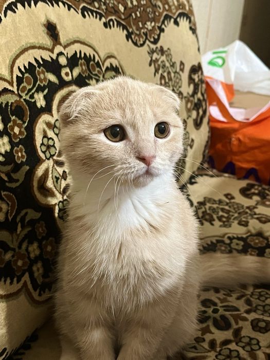 Отдам кошку в добрые руки