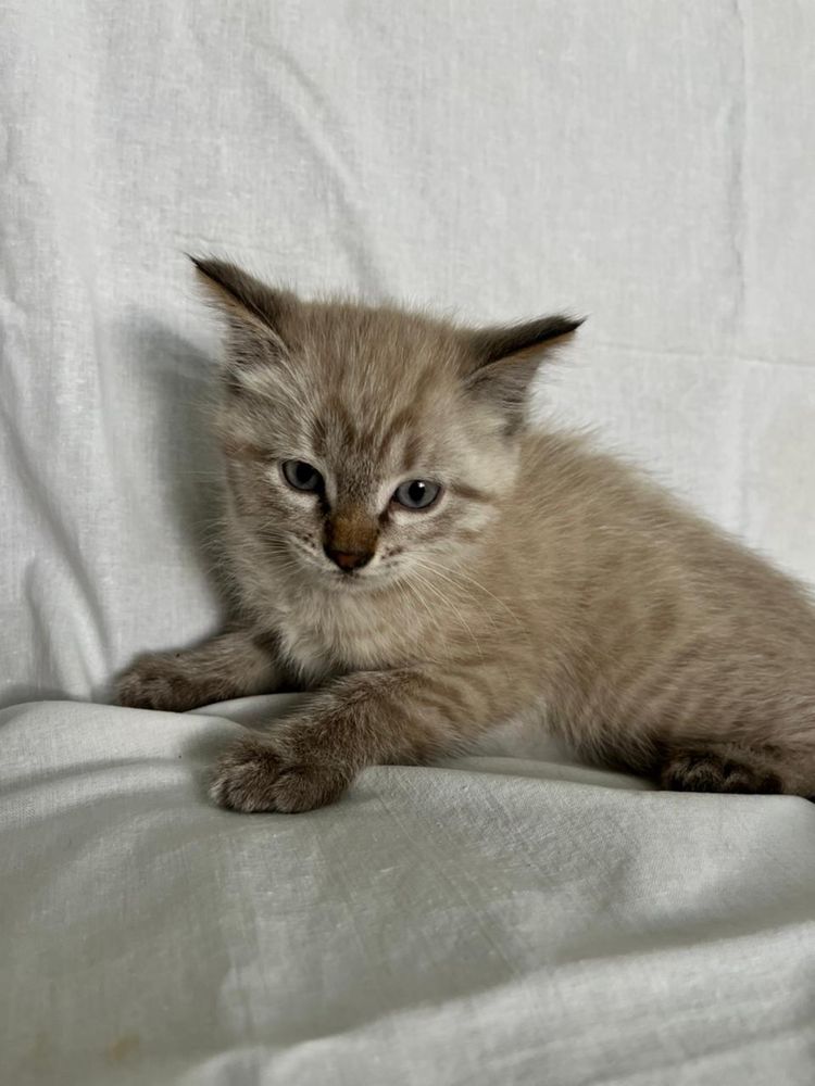 Котята девочки , ищат себе дом, отдам в хорошие руки