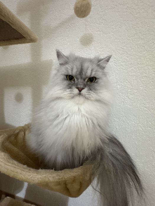 Donez pisica persana chinchilla