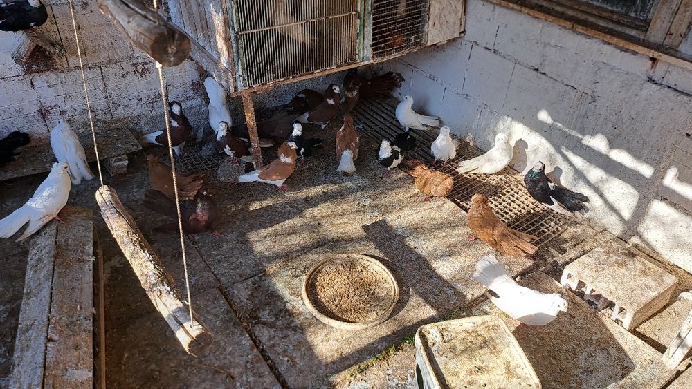 Продавам гълъби.