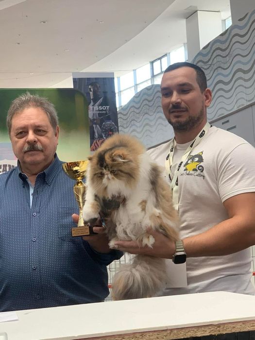 Pisica Persana Testata genetic si viral sterilizata