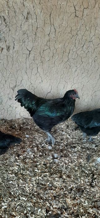 Avstralorp xõrozlar 2 ta