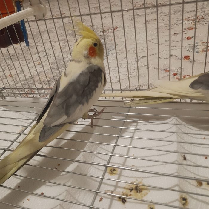 Попугай Продойтс