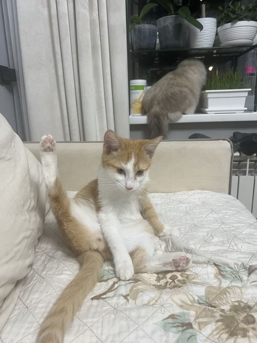 Классический кот! Рыжий, контактный, бесстрашный.