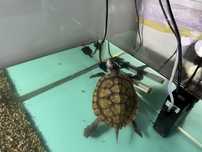 Donez broasca testoasa florida, varsta un an.