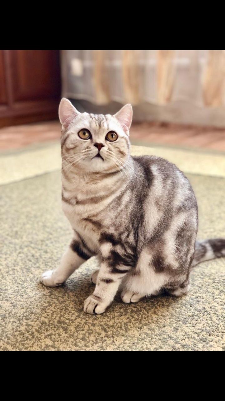 Молодой,опытный шотландский прямоухий кот (скоттиш страйт) для вязки