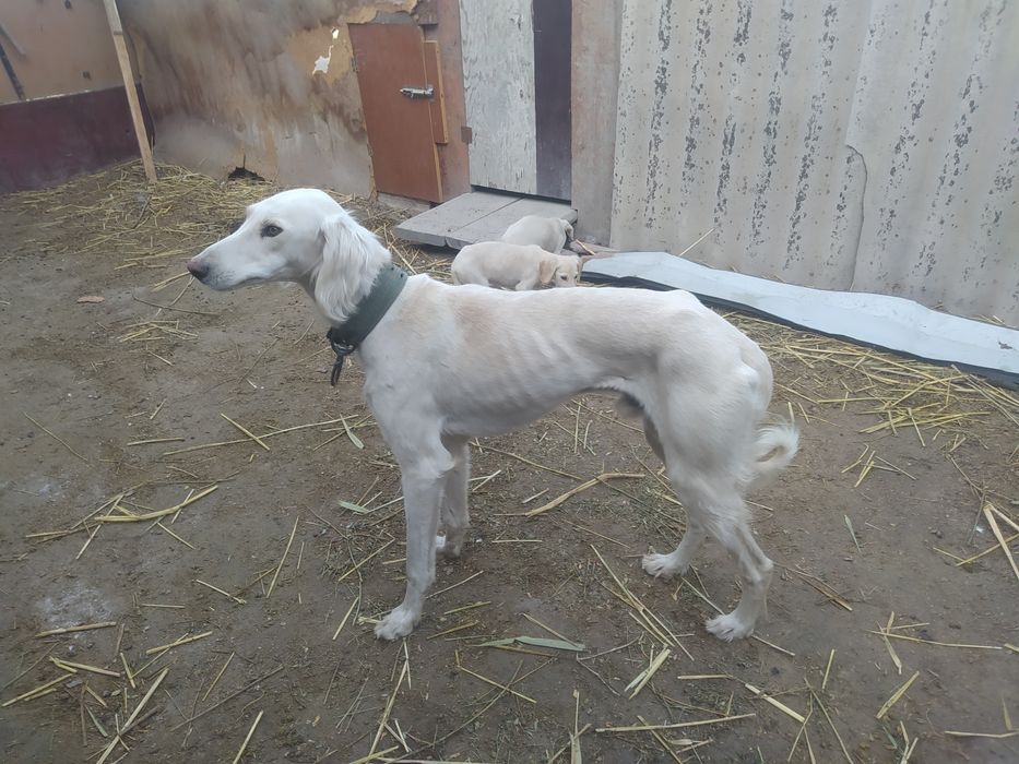 Продам щенков Тазы