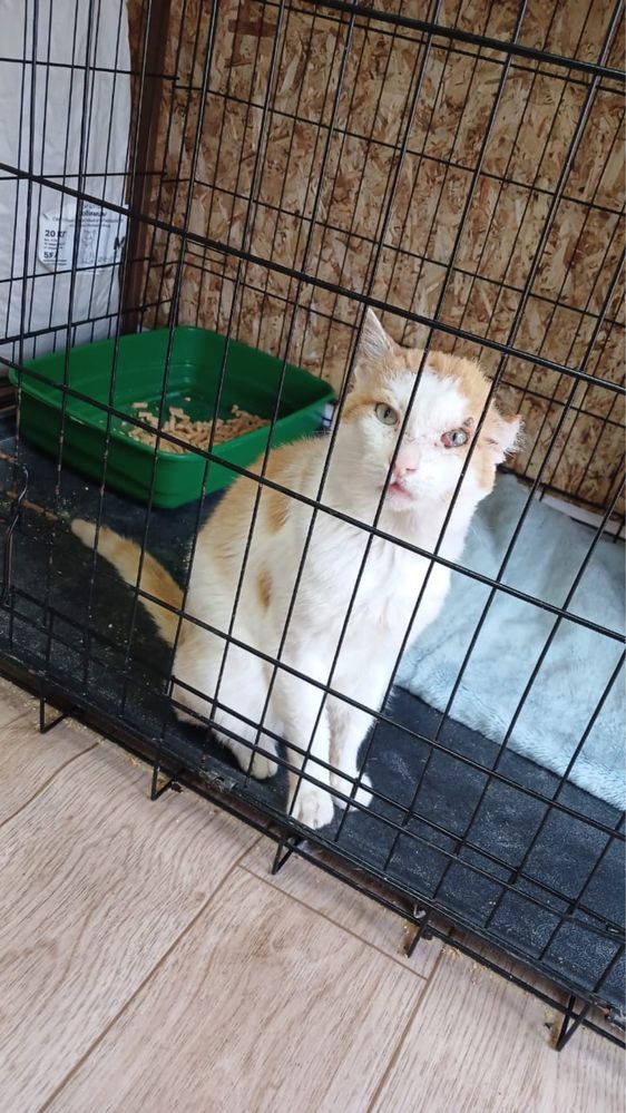 Котик ищет добрых хозяев.