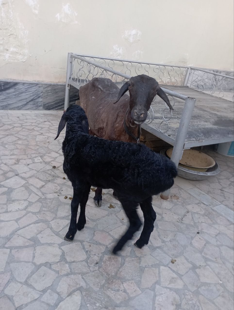 Ona bola qoʻy sotiladi