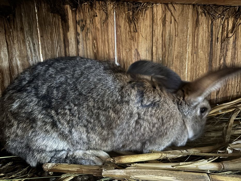 Vand iepuri urias german