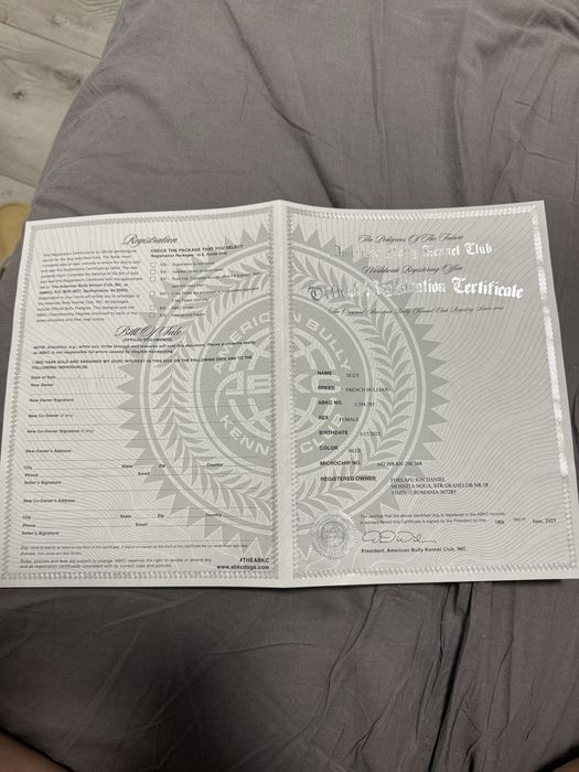 Catelusa bulldog francez blue cu pedigree