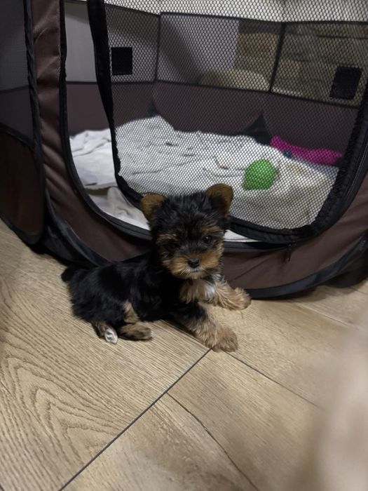 Мини йокширски териер / Мини йорки