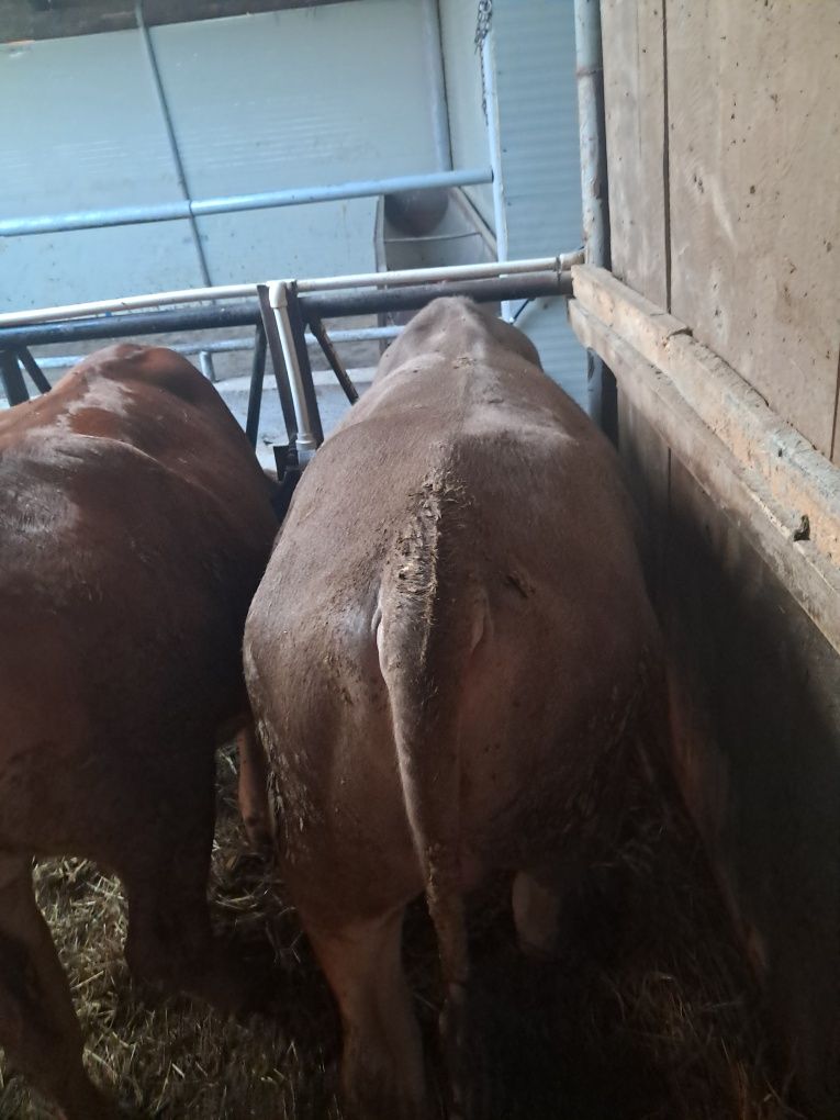 2 vaci de lapte gestante