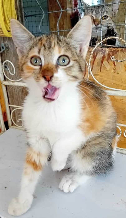 Adoptie pui de pisica roscat tigrat gradinita Miau miau
