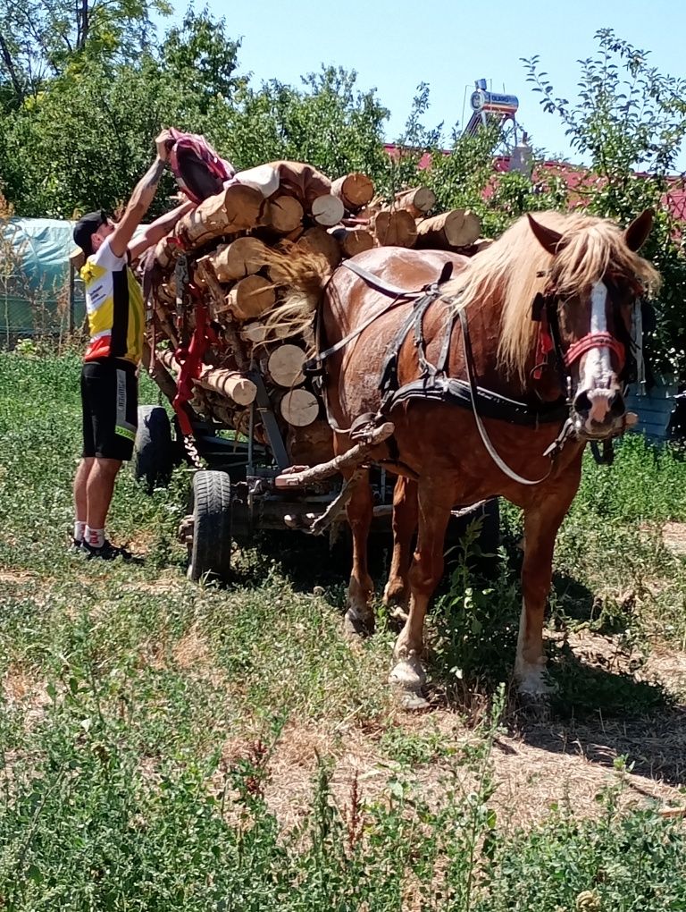 Iapa semigrea vârstă 7ani