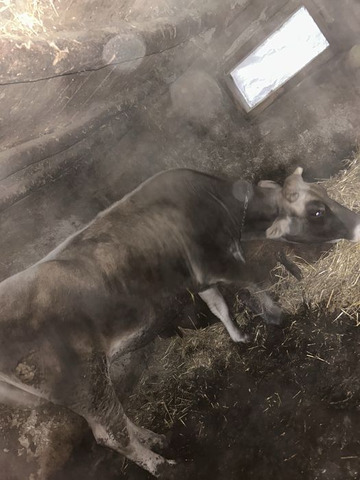 Junica la un an , si un tauras la 9 luni de vanzare