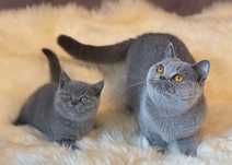 Pui pisică Chartreux disponibil imediat.  Asigur transport.  Rasă pură