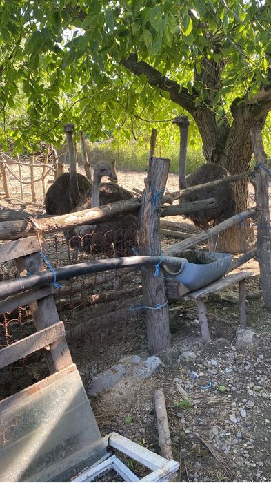 Famili de strut de vanzare