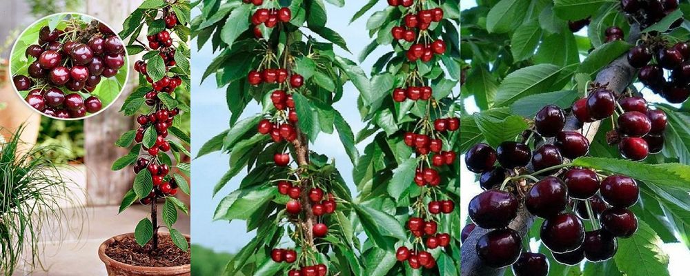Pomi Fructiferi Columnari (Cireș )