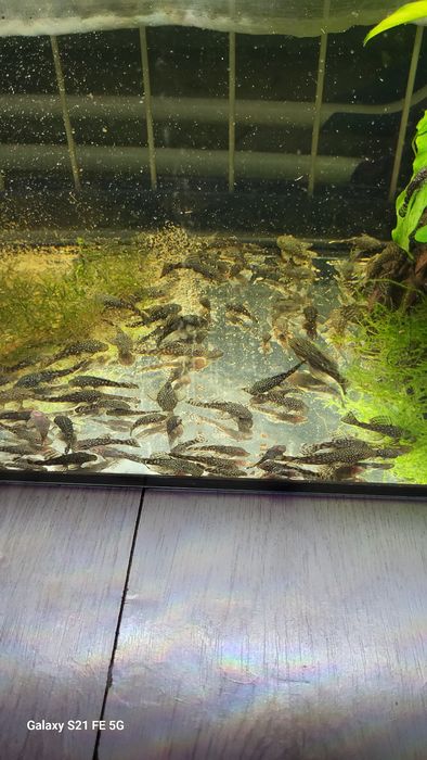 Pachete pui sanitari Ancistrusi sau dat jumatate