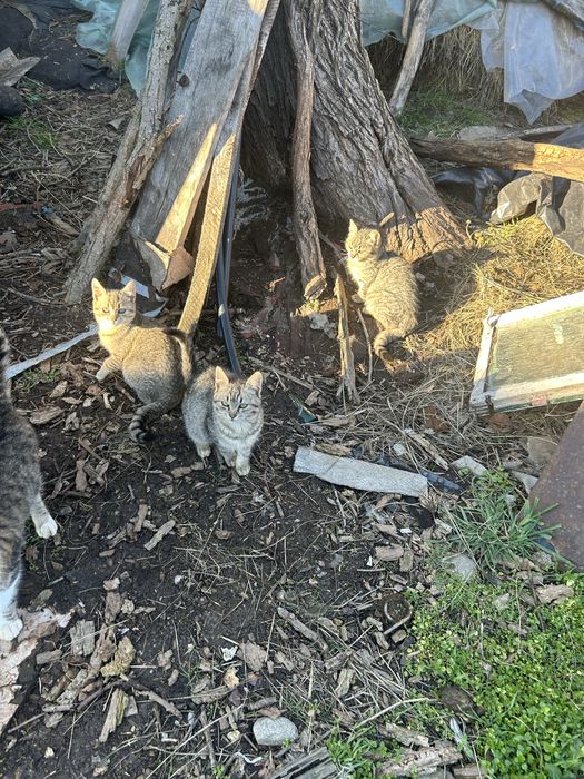 donez pui de pisicuțe