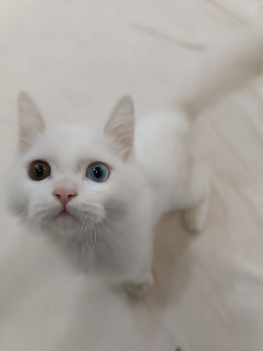 Turk angorasi ,pasporti bor