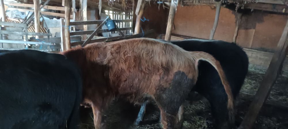 Tăuraș de vînzare