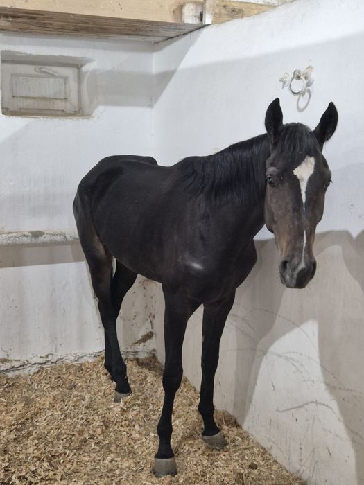 ЧК американец байтал сатылады байгеге