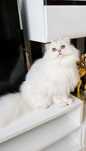 Scottish straight longhair cu pedigree superb